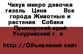 Чихуа микро девочка газель › Цена ­ 65 - Все города Животные и растения » Собаки   . Приморский край,Уссурийский г. о. 